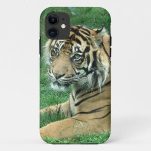 Coques Pour iPhone Tigre de Sumatra sur l'iPhone 5 à peine là