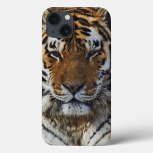 Etui iPhone 13 Tigre du Bengale, Tigre de Panthera, Zoo de Louisv