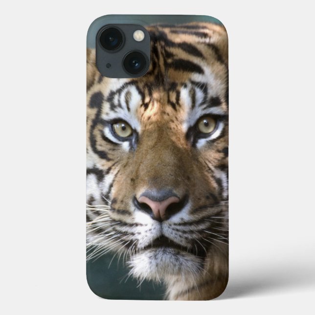 Coques Case-Mate iPhone Tigre masculin de Sumatran (sumatrae du Tigre de (Verso)