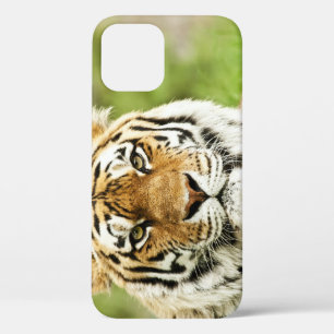 Case-Mate iPhone Case Tigre Sibérien Rare : En danger de repos