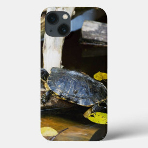 iPhone 13 Coque Tortue de glisseur d'étang dans le sauvage