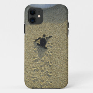 Coque iPhone 11 Tortue verte, (Chelonia mydas), nouveau-né