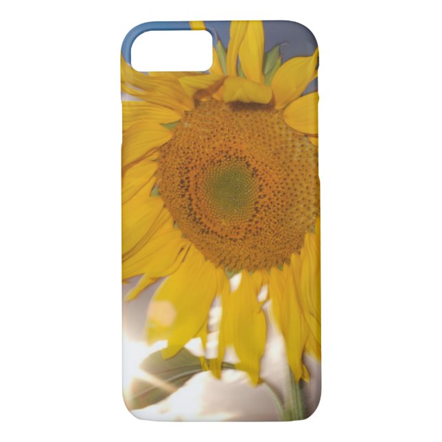 Coques Case-Mate iPhone Tournesol hybride soufflant au vent au crépuscule (Dos)