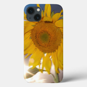 iPhone 13 Case Tournesol hybride soufflant au vent au crépuscule