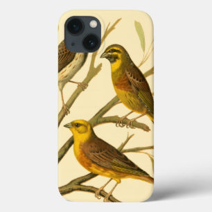 Case-Mate iPhone Case Trois oiseaux domestiques étés perché sur une