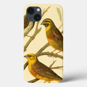 iPhone 13 Coque Trois oiseaux domestiques perchés sur une branche