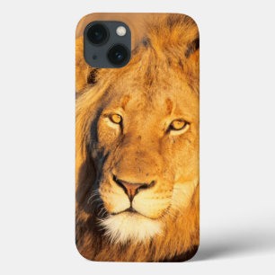 iPhone 13 Case Un lion Maned rouge regardant l'appareil-photo