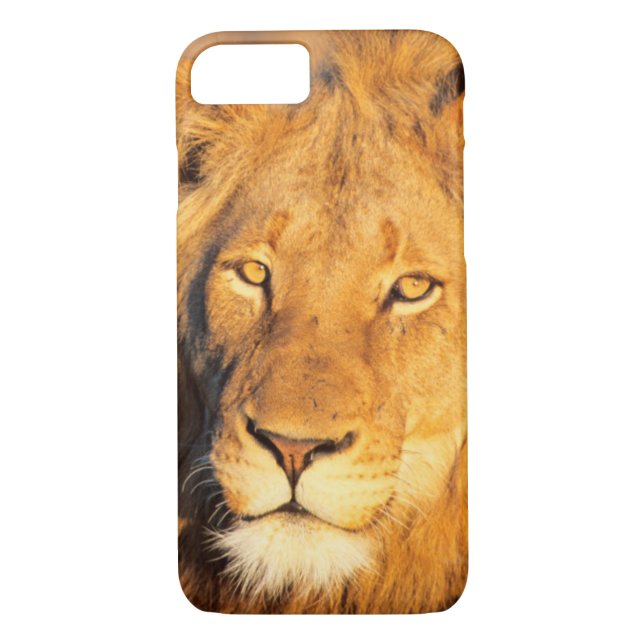 Coques Case-Mate iPhone Un lion rouge regardant la caméra. (Dos)