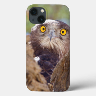 Coques Pour iPhone Un serpent Blanc-breasted Eagle