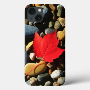iPhone 13 Coque Une feuille d'érable sur un Arrière - plan de ro