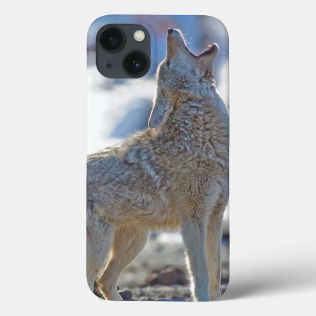 Coques Case-Mate iPhone USA, Wyoming, Parc national de Yellowstone, Coyote (Verso)