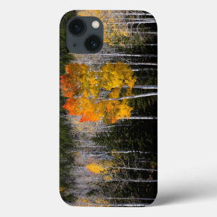 iPhone 13 Case Utah, États-Unis. Peupliers Trembles (Populus Trem