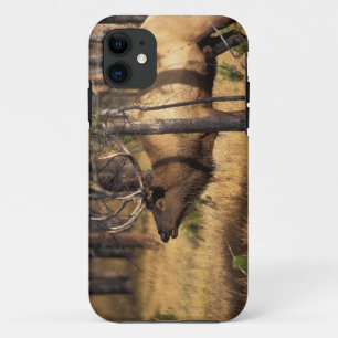 Coque iPhone 11 wapiti, Cervus elaphus, bull bourdonne dans un brû