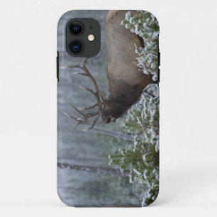 Coque Case-Mate Pour iPhone Wapiti mâle dans la neige appelant, bramant, Yello
