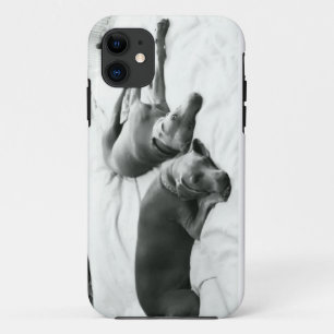 Coques Pour iPhone Weimaraners paresseux