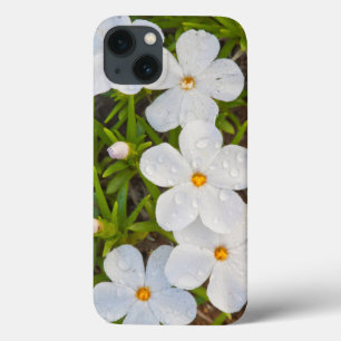 Etui iPhone 13 Wyoming, Comté de Sublette, Gros plan de Phlox
