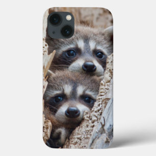 Coques Pour iPhone Wyoming, Lincoln County, Raccoon