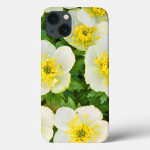 iPhone 13 Case Wyoming, Sublette County, Close-up of a group