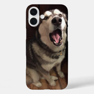 iPhone 16 Plus Case Yawning Alaskan Malamute photo