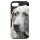 Yeux émouvants du Weimaraner