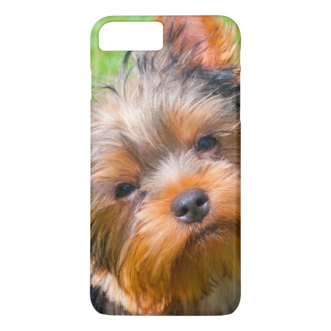 Coques Case-Mate iPhone Yorkshire Terrier qui regarde vers le haut (Dos)