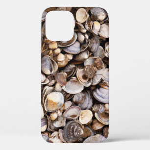 Coques dans la boue