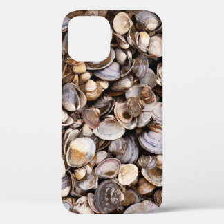 Coques dans la boue