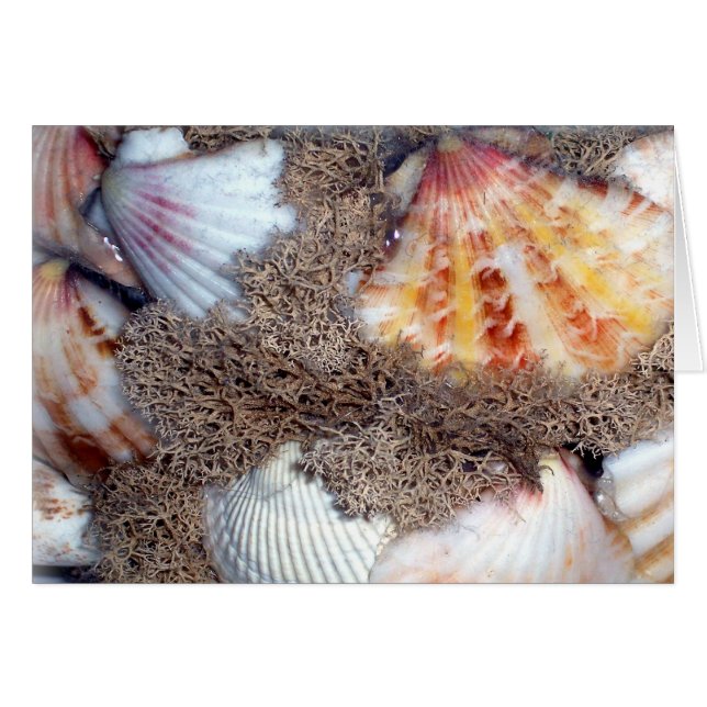 Coques de mer 3 (Devant horizontal)