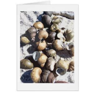 Coques des escargots