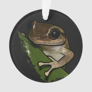 Coqui Porto Rico
