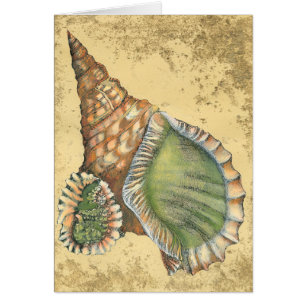 Coquillage Brown et vert