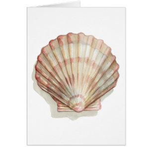 Coquillage rose et crème