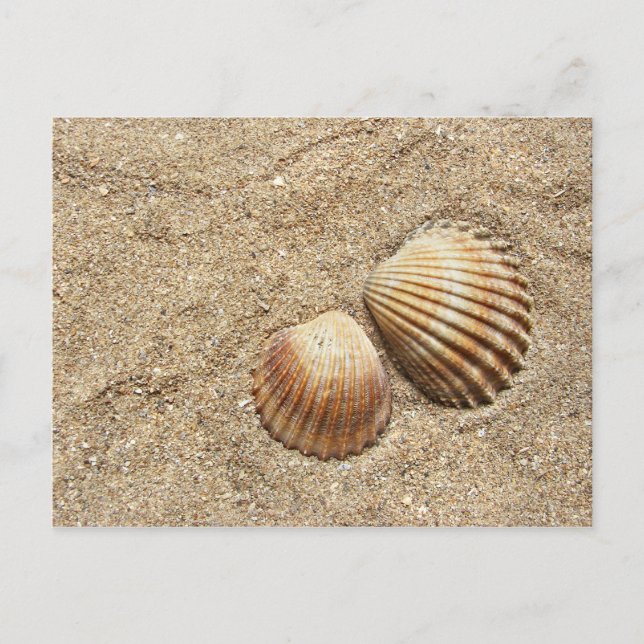 Coquillages Dans Carte postale Sable (Devant)