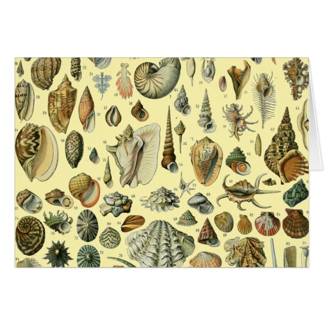 Coquillages de coquillages Mollusk Clam Élégant Ar (Devant horizontal)