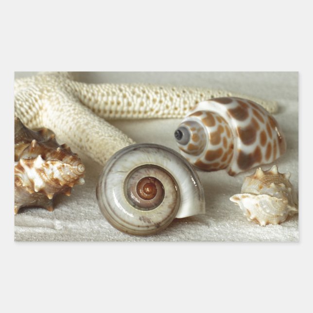 Coquillages et autocollants de plage d'étoiles de  (Devant)