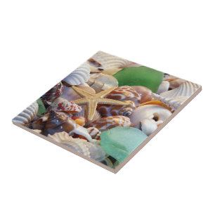Coquillages et carreaux de poisson étoilé