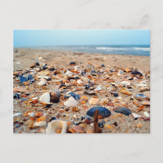 Coquillages sur la carte de poste de plage (Devant)