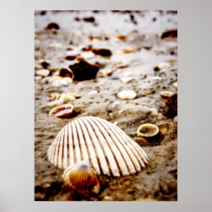 Coquillages sur le rivage.. Impression