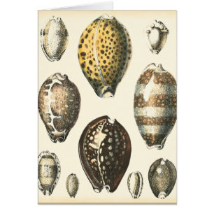 Coquillages uniquement formés