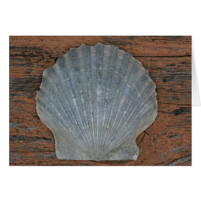 Coquille de feston (Devant horizontal)