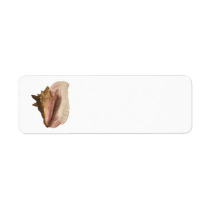 Coquille de l'escargot de mer reine, coquillage, f