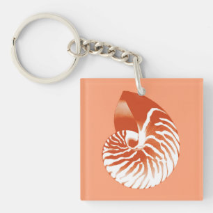 Coquille de Nautilus - terre cuite et blanc