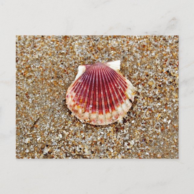 Coquille de pétoncle - carte postale (Devant)