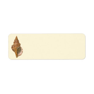 Coquille de Triton, Coquillage Marin Vintage Anima