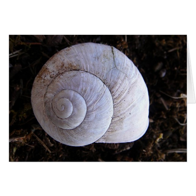 Coquille d'escargot cool (Devant horizontal)