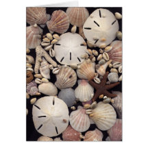 Coquilles