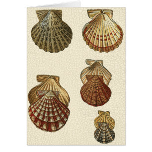 Coquilles antiques craquelées