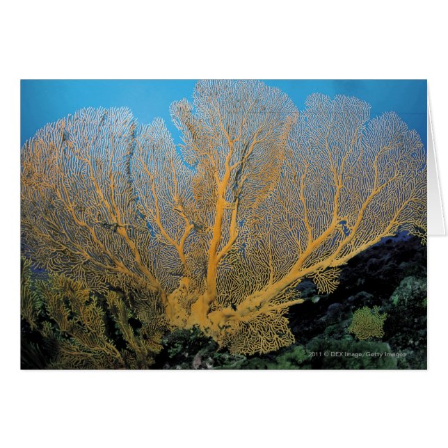 Corail de Gorgonian (Devant horizontal)