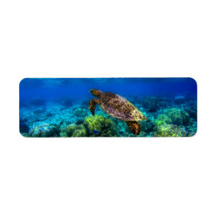 Corail de la tortue tropicale sous-marine