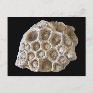 Corail fossilisé sur carte postale noire